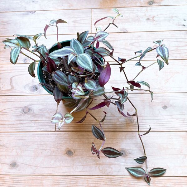 観葉植物 トラディスカンチア ゼブリナ
