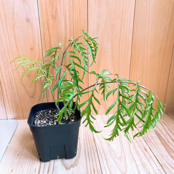 ポリシャスフィリシフォリア 観葉植物