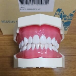 R7.0528.⑨ 歯科器具機器顎模型入れ歯?義歯?技工 歯牙見本サンプル診療練習説明 ニッシンnissin 500H.1 着脱式