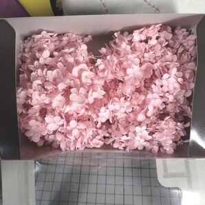 訳あり☆大地農園 アナベルあじさい ピンク1箱