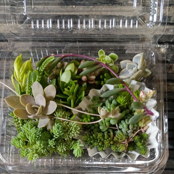 多肉植物 セダム 詰め合わせ D