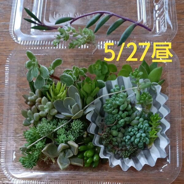 多肉植物 セダム 詰め合わせ A