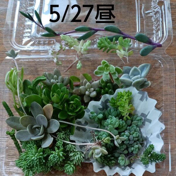 多肉植物 セダム 詰め合わせ D