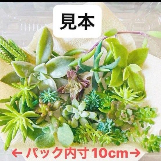 多肉植物 セダム カット苗 詰め合わせ A