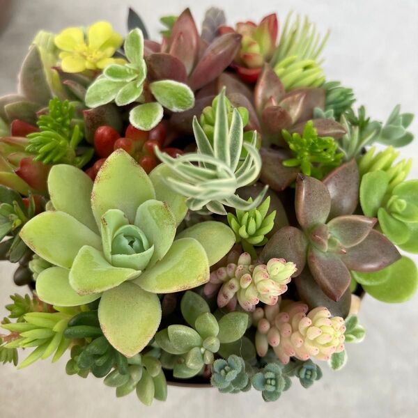 多肉植物 カット苗ぬき苗 ミニ寄せ植え