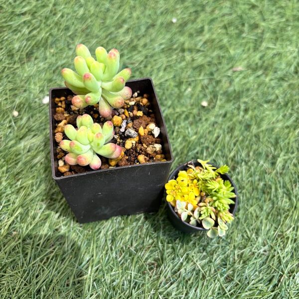 多肉寄せ植え 乙女心 苗 発根済