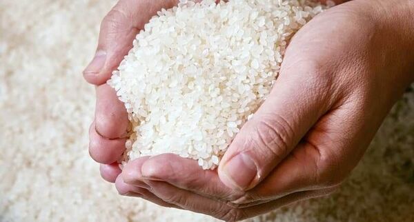 国産米 コシヒカリ 3kg 3袋
