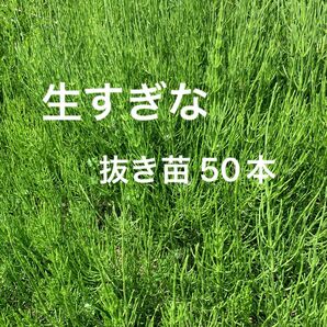 スギナ 注文後収穫50本