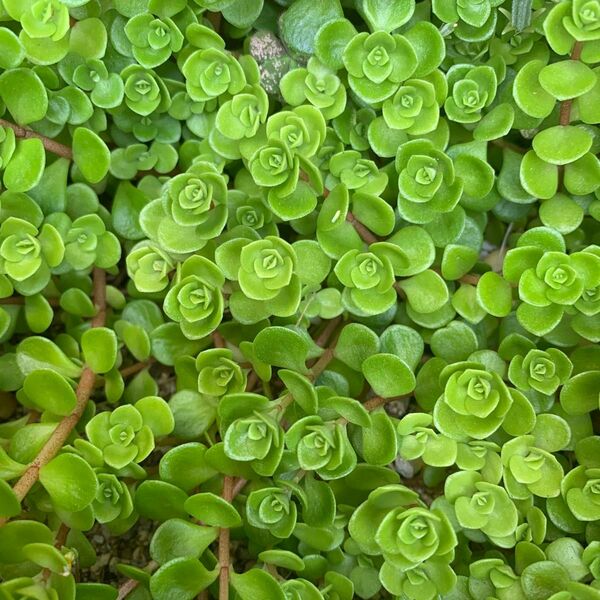 多肉植物 丸葉万年草 カット苗