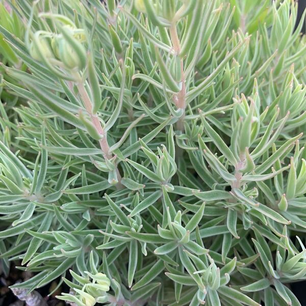 多肉植物 セダム フクリンマンネングサ 15カット