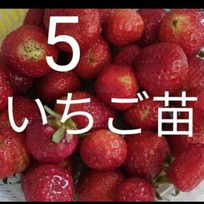 5苗 いちご苗