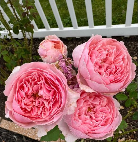 バラ 薔薇 四季咲き