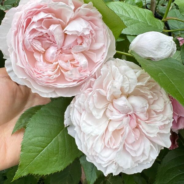 バラ 薔薇 四季咲き