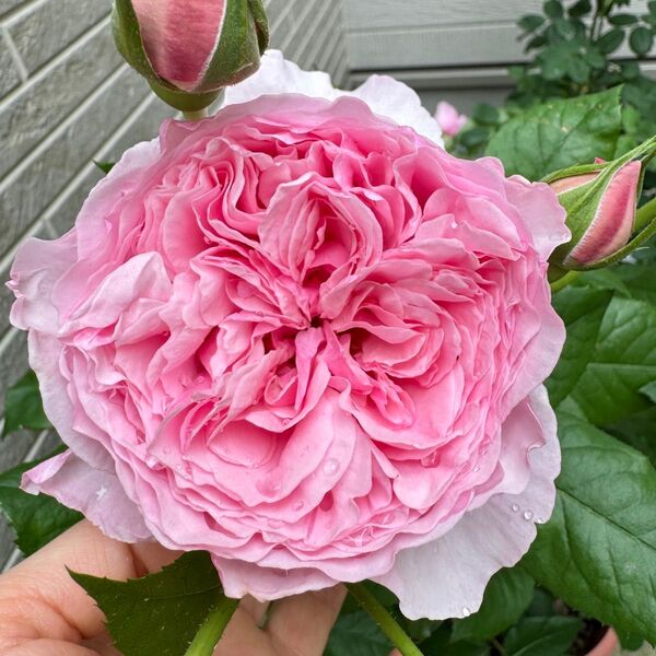 バラ 薔薇 四季咲き