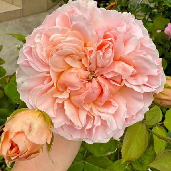 バラ 薔薇 四季咲き