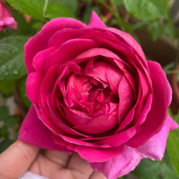 バラ 薔薇 四季咲き
