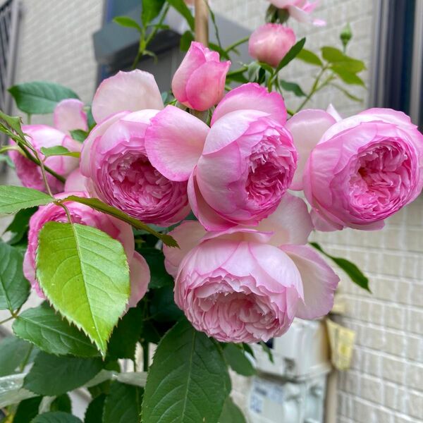 バラ苗 切り花品種 挿し木 四季咲き