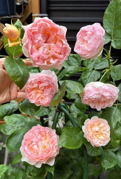 バラ 薔薇 四季咲き