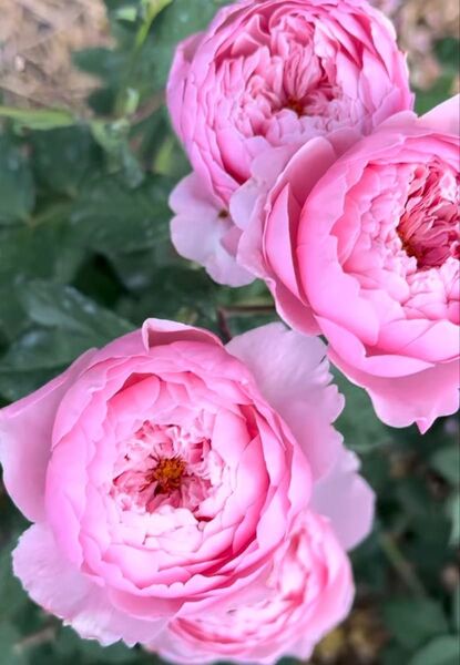 バラ苗 切り花品種 挿し木 四季咲き