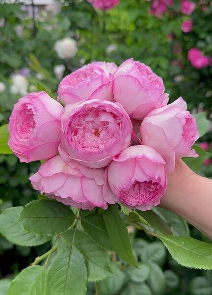 バラ 薔薇 四季咲き