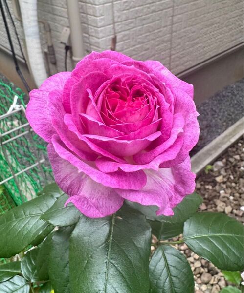 バラ苗 切り花品種 挿し木 四季咲き
