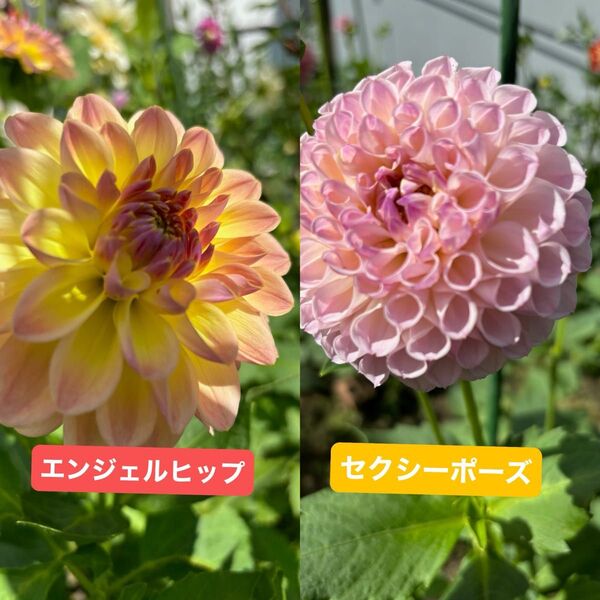 ダリア 球根 2球 エンジェルヒップ セクシーポーズ