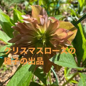 クリスマスローズ 種子薄いオレンジ色の八重咲【ピンクイエローグラデーション】 25粒 オマケ種子黒紫八重咲の種子5粒ずつ