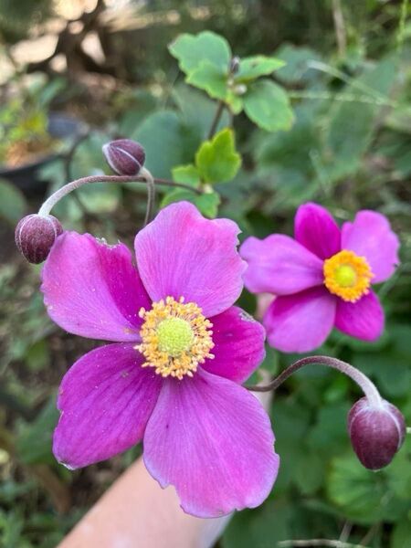 シュウメイギク ピンク色の花