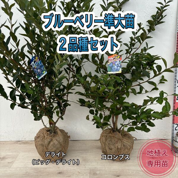ブルーベリー苗 デライト&コロンブス 準大苗セット ラビット系