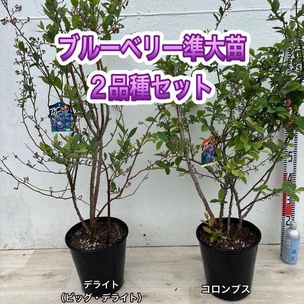 ブルーベリー苗 デライト&コロンブス 準大苗セット ラビットアイ系 8号鉢 6年生