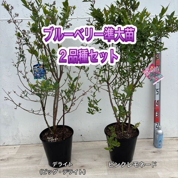 ブルーベリー苗 デライト&ピンクレモネード 準大苗セット 8号鉢 6年生