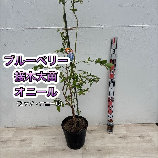 ブルーベリー苗 オニール サザンハイブッシュ系 接木大苗 8号鉢