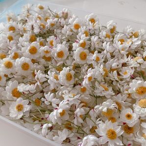 花かんざし ドライフラワー 訳あり