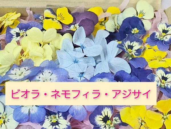 ドライフラワー花材(ビオラ・ネモフィラ・アジサイ)