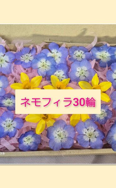 ドライフラワー花材(ネモフィラ・スイセン)