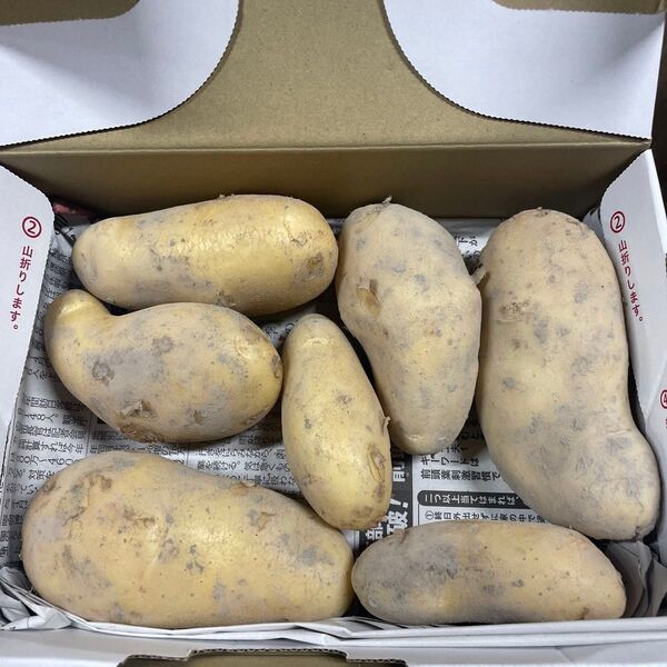 徳島県産 新メークイン 約1.3キロ 大