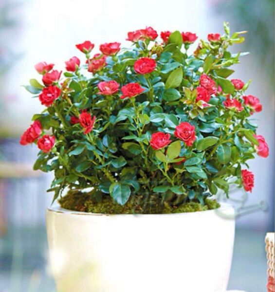 ゼ◯ティ 新芽ありミニ薔薇一輪20日開花 花持ち抜群 根びっしり
