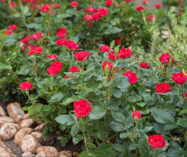 ゼプティミニ薔薇一輪20日開花 花持ち抜群