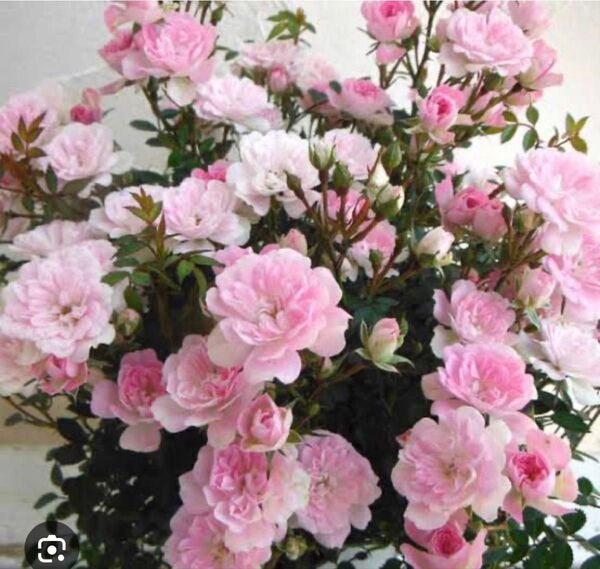 プリンセスピーチ ばら ミニ薔薇 つぼみつき