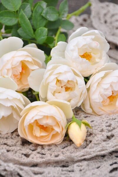 ラプ◯ィット 薔薇 35㌢以上 大輪 強い 四季咲き