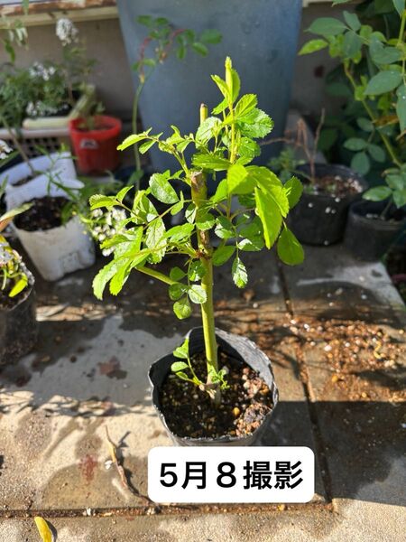 薔薇 品種不明