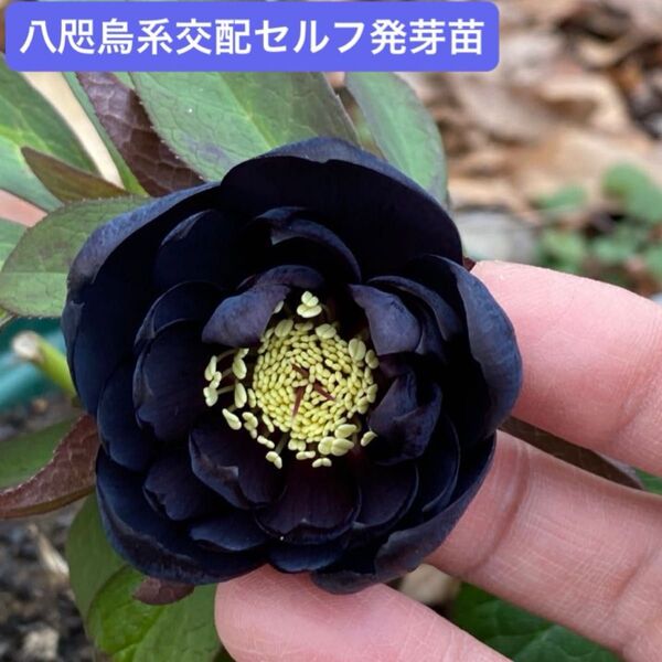 クリスマスローズ 八咫烏系交配株からのセルフ発芽苗 1株
