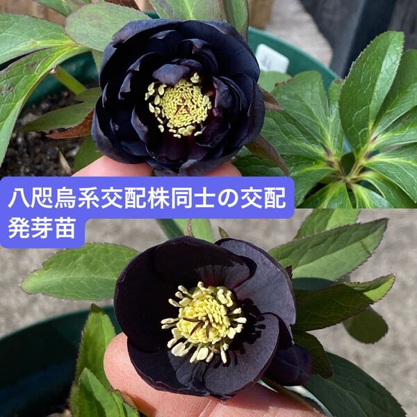 クリスマスローズ 異なる八咫烏系交配株同士を掛け合わせた交配発芽苗 1株