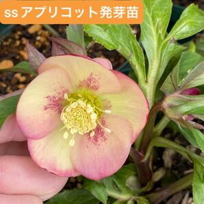 クリスマスローズ ssアプリコット セルフ発芽苗