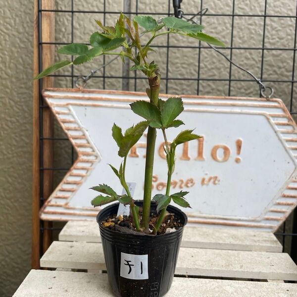 薔薇苗 チャイコフスキー