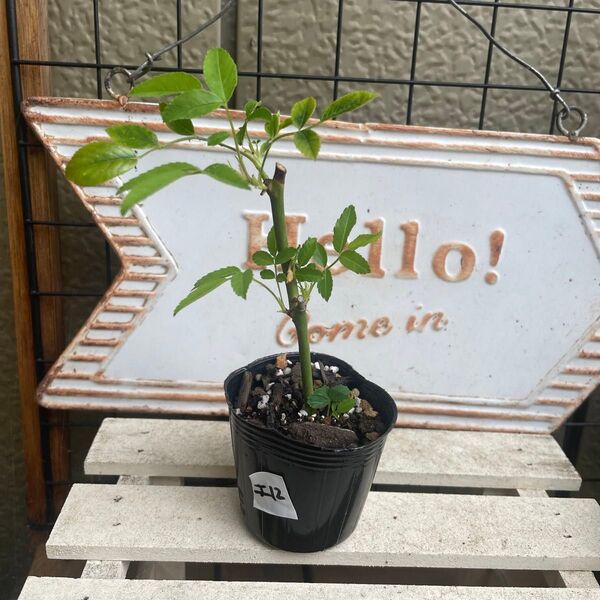 薔薇苗 エクレール12