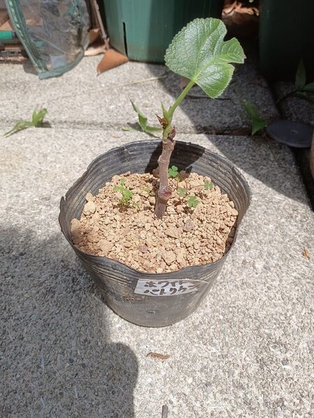無花果(イチジク)ホワイトパトリカン(黄緑皮大果) 苗木