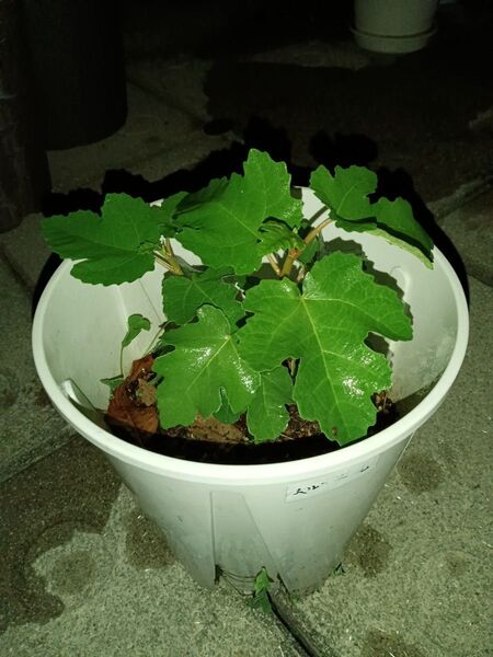 無花果(イチジク)ベルベデーレ 苗木