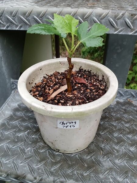 無花果(イチジク)偽ブラックマデイラ (緑皮)