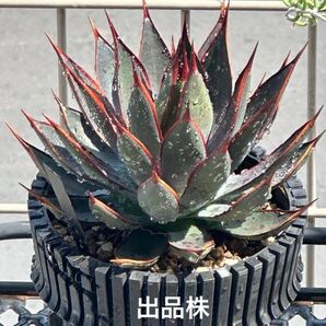 マンガベ プレイングハンズ 10cm 中株